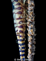 Suspension ...

Sawblade Shrimp - Tozeuma armatum

Ch... by Stefan Follows 